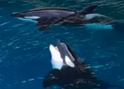 França aprova transferência de orcas para santuário no Canadá em 2026