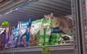 Gato é flagrado dormindo em pacotes de ração em supermercado de Goiânia