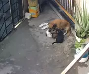 Homem de 37 anos preso por afogar e agredir cães na Zona Leste de Manaus