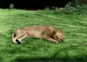 Leoa de 19 anos mata homem que invadiu recinto no zoológico de João Pessoa