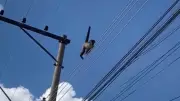 Macaco-prego leva choque elétrico em fios de Penápolis e sobrevive; veja vídeo