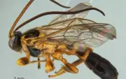 Nova espécie de vespa parasitoide é descoberta na Serra do Japi, em Jundiaí
