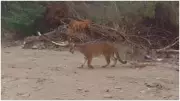 Onça-parda é flagrada em bairro de Frecheirinha, no Ceará