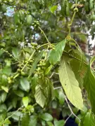 Plantas da Amazônia vão ao espaço para testar cura de Alzheimer e Parkinson
