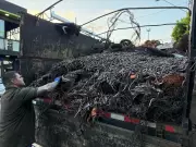 Polícia apreende 17 toneladas de fios furtados em Bauru e prende 4 homens