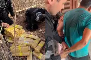 Policia apreende 300 kg de cocaína e prende homem em propriedade rural no Piauí