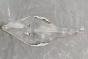 Raia-viola em extinção é encontrada morta em praia de Itanhaém, SP