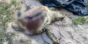 Tartaruga marinha é encontrada morta na Praia da Ponta do Farol, em São Luís