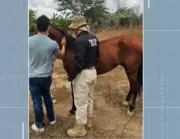 Tutor de cavalo acidentado em Campina Grande responderá por maus-tratos