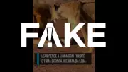 Vídeo viral de leoa agredindo leão é FAKE e foi criado com IA