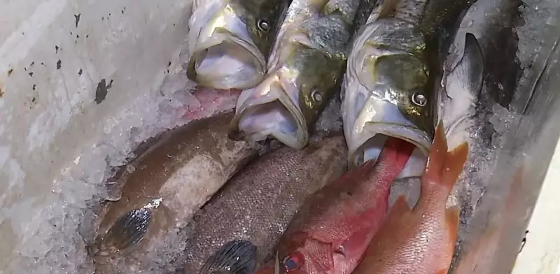 30 casos de intoxicação alimentar em Touros investigados por suspeita de ciguatera