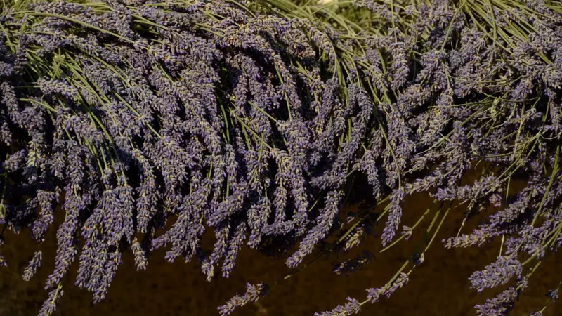 30 Plantas da Sorte para Atrair Prosperidade e Energia Positiva em Casa