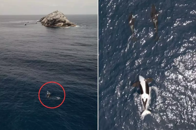 6 orcas são registradas no Parque Marinho Laje de Santos, SP