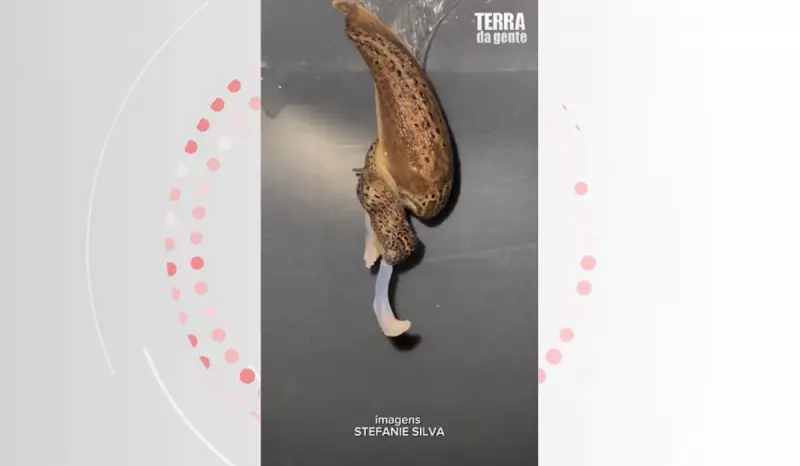Acasalamento aéreo de lesmas-leopardo: fenômeno biológico impressionante e raro