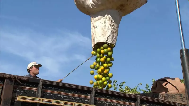 Acordo Mercosul-UE: O que muda para o agro brasileiro e consumidor?