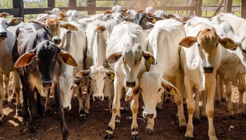 Acre ultrapassa 5,1 milhões de bovinos em 2025, aponta declaração do Idaf