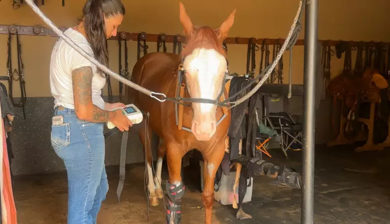 Acupuntura e quiropraxia: técnicas humanas reabilitam cavalos em Avaré