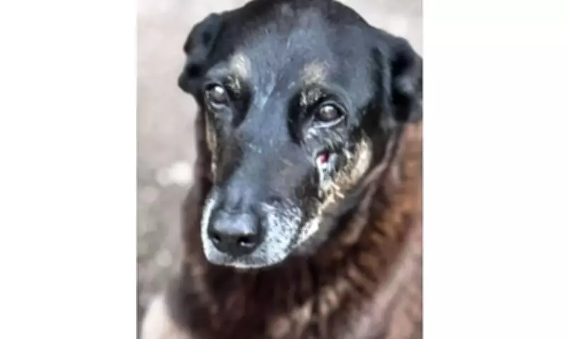 Adolescentes Suspeitos de Matar Cão Orelha Voltam ao Brasil Após Passeio na Disney