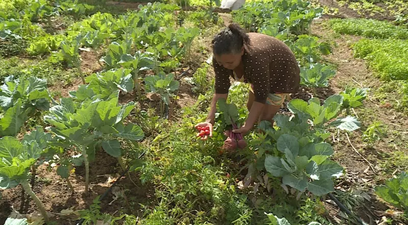 Agricultora do Assentamento Terra da Liberdade revela rotina produtiva em Petrolina