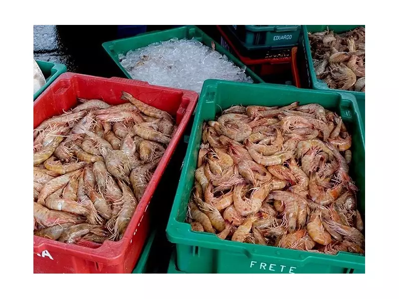 Angra dos Reis proíbe pesca do camarão até abril para preservar espécies