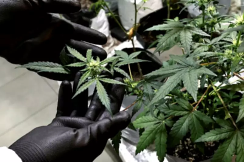 Anvisa aprova regras para cultivo de cannabis medicinal no Brasil, um marco para pacientes e associações