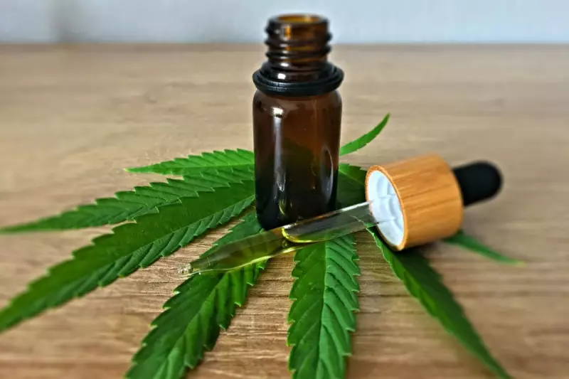 Anvisa propõe regras para produção de cannabis medicinal e distribuição no SUS de SP