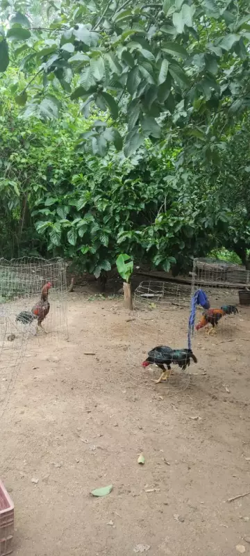 Apreensão de galos em rinha ilegal expõe maus-tratos e crime em Paracambi