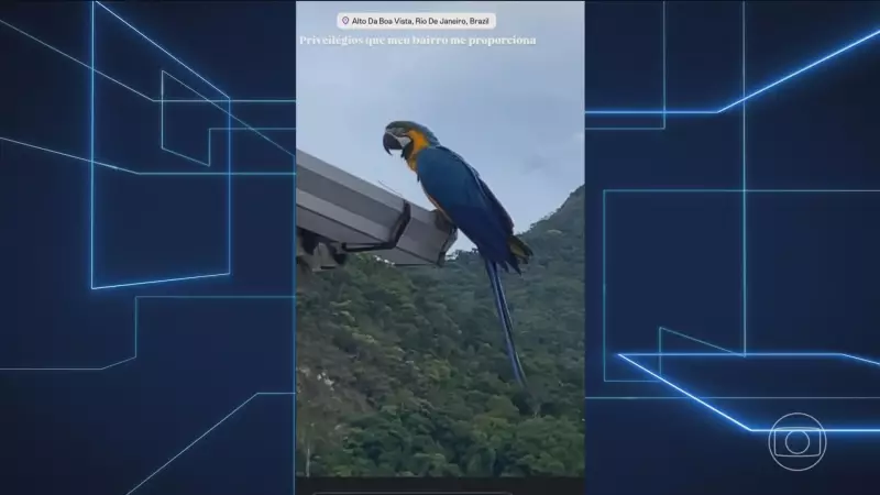 Araras-canindés retornam ao Rio após 200 anos em projeto de reintrodução