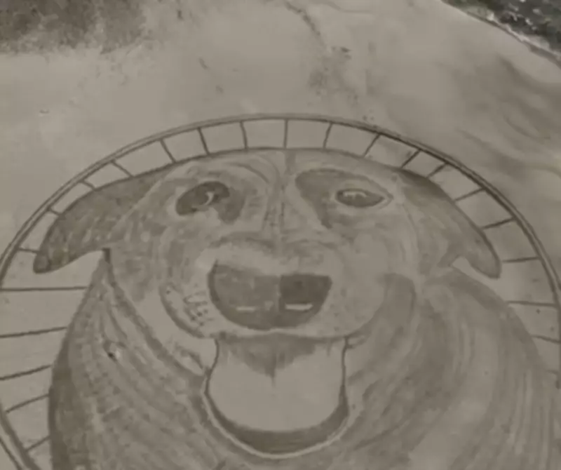 Artista homenageia cão Orelha com desenho gigante de 40 metros na Praia da Galheta