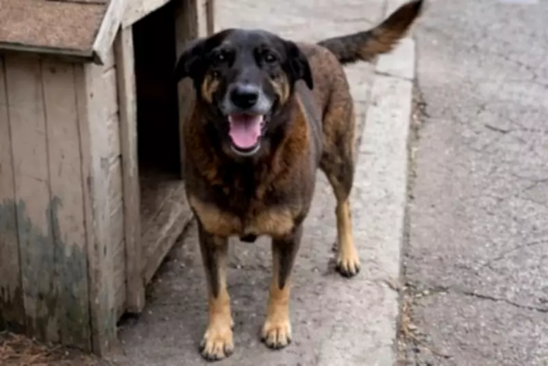 Astro de The Vampire Diaries pede justiça por cão Orelha, morto após espancamento em SC