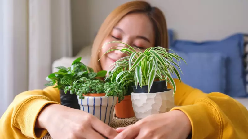 Astrologia e plantas: descubra a ideal para seu signo segundo especialista