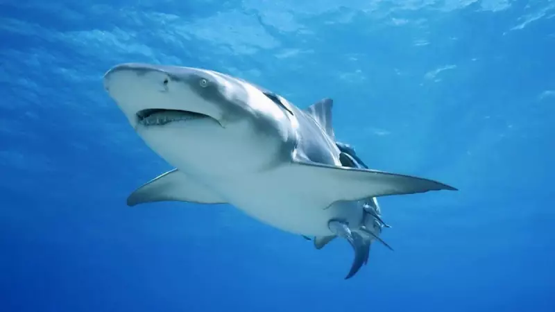 Ataque de tubarão em Sydney deixa menino de 12 anos em estado crítico