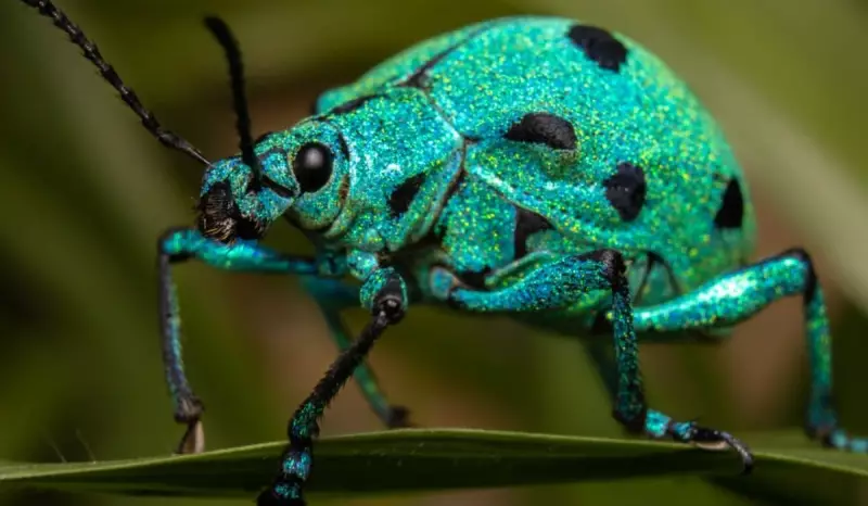 Besouro-joia: inseto de brilho metálico é flagrado em Minas Gerais
