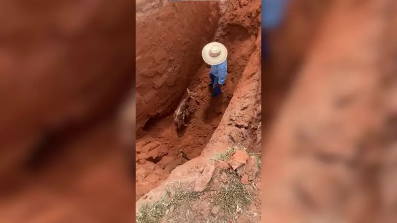 Bezerro recém-nascido é salvo de buraco profundo em resgate com retroescavadeira em Auriflama