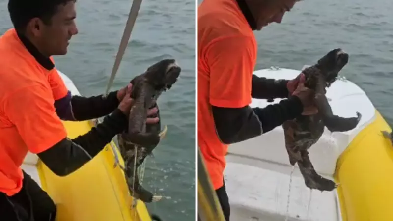 Bicho-preguiça é resgatado do mar por banhistas em Caraguatatuba, SP