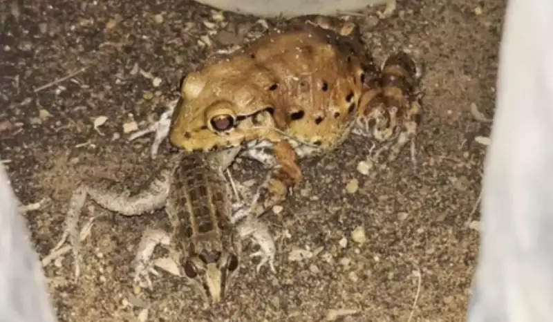 Biólogo flagra rã-pimenta devorando caçote em cena rara de predação na Paraíba