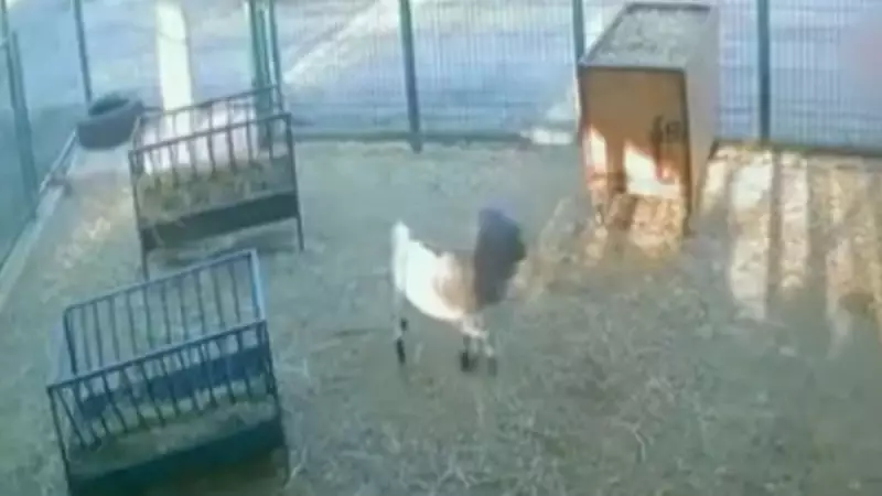 Bode com sacola na cabeça causa pânico em curral na Turquia