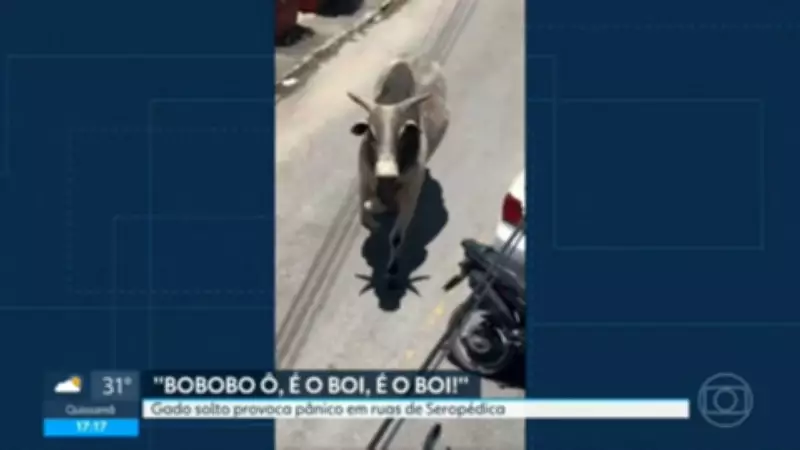 Boi foge de caminhão e assusta moradores em Seropédica, na Baixada Fluminense