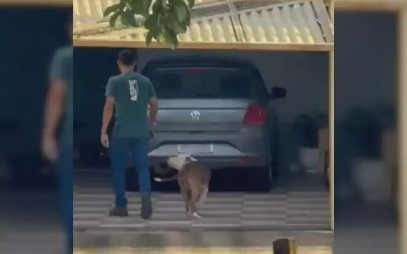 Bombeiro é surpreendido por pit bull com filho bebê no colo em Goiânia