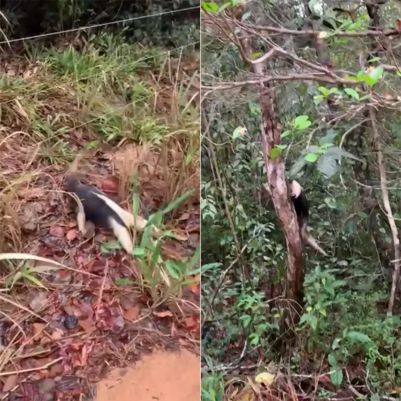Bombeiros resgatam filhote de tamanduá em cima de quadra esportiva na Grande Natal