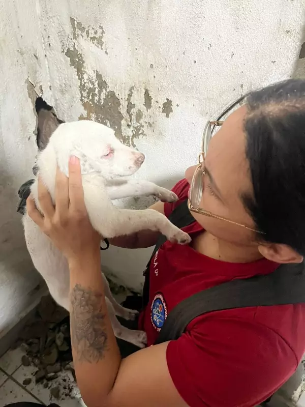 Bombeiros resgatam filhote preso entre paredes em Manaus após operação com marreta