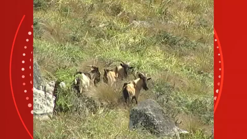 Cabras de Halley: como o astrônomo causou devastação na Ilha da Trindade