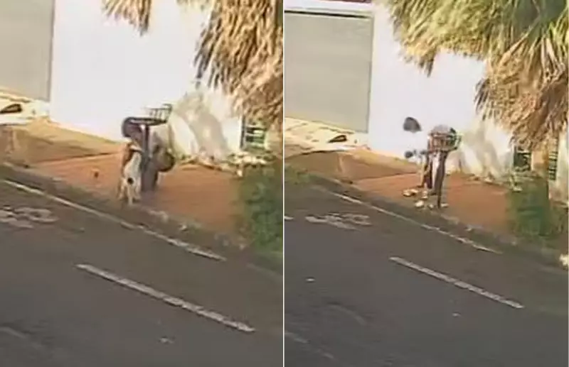 Cachorra Neguinha, que fugiu em Barretos, SP, é encontrada e devolvida à família após mobilização