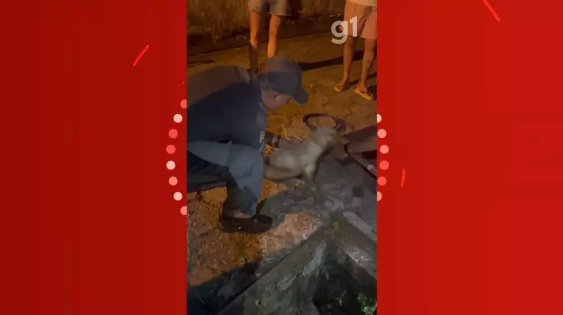 Cachorrinha cega e surda de 14 anos é resgatada após 2 horas presa em tubulação