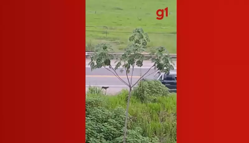 Cachorro é abandonado na BR-381 em Timóteo; PM investiga crime ambiental