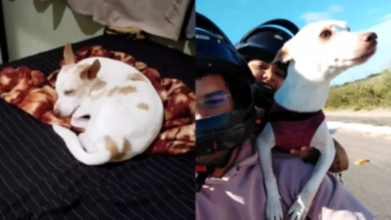 Cachorro com apenas um olho desaparece em Teresina e causa angústia na família