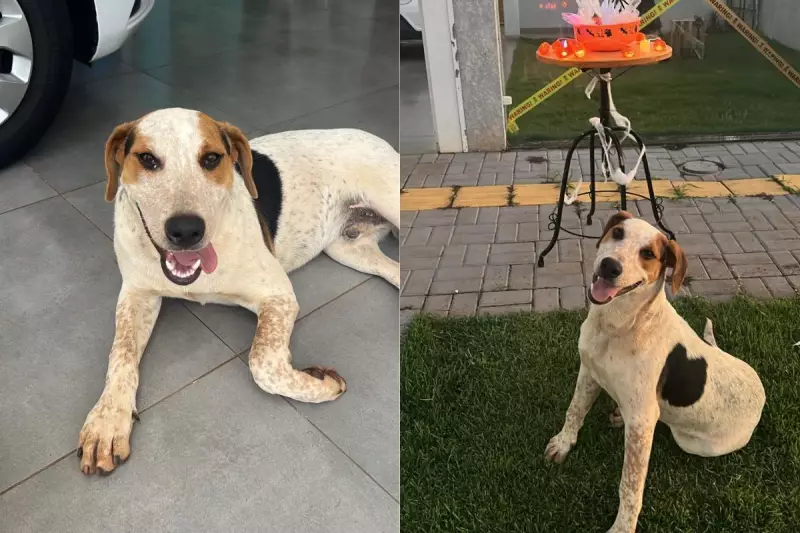 Cachorro comunitário Abacate é morto a tiros em Toledo, no Paraná; polícia investiga