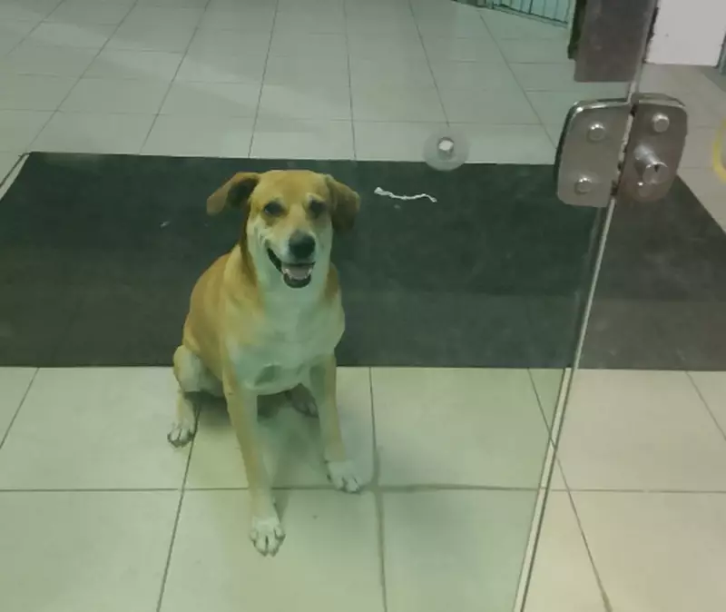 Cachorro fica 20 horas trancado em agência bancária em Aquidabã