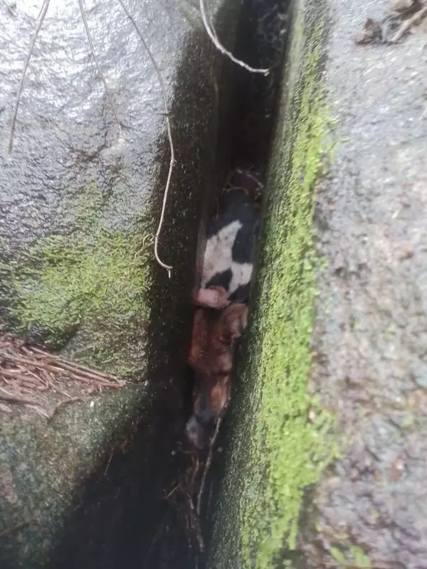 Cadela beagle resgatada após quase 24 horas presa em pedreira de 50 metros em Eugenópolis