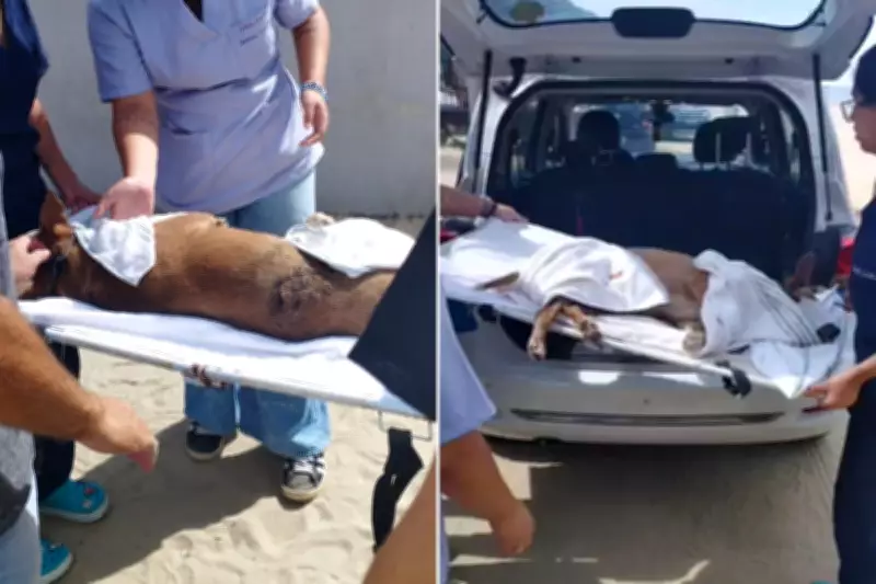 Cadela comunitária é esfaqueada em Praia Grande e passa por cirurgia